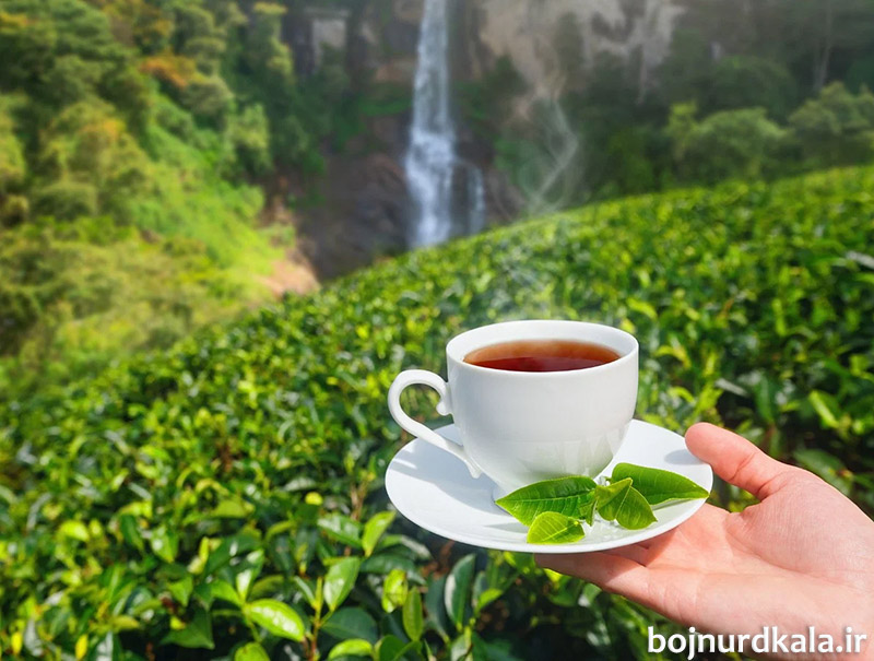 تاریخچه و فرهنگ چای در ایران